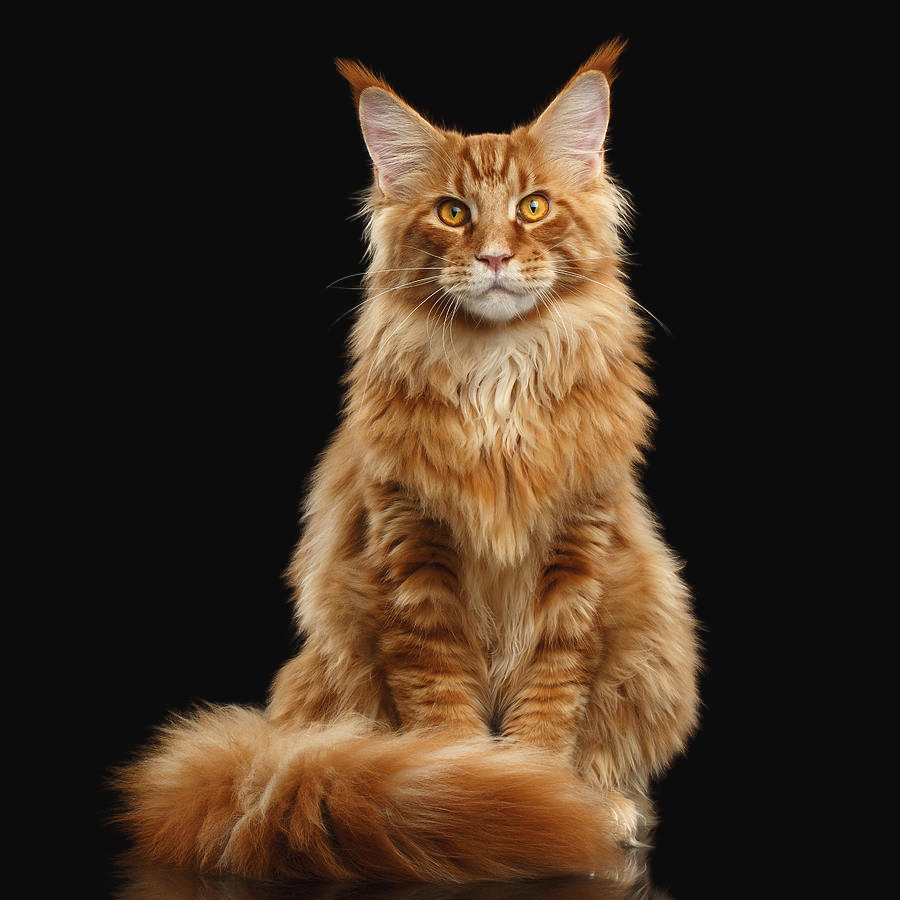 Мейн кун рыжий