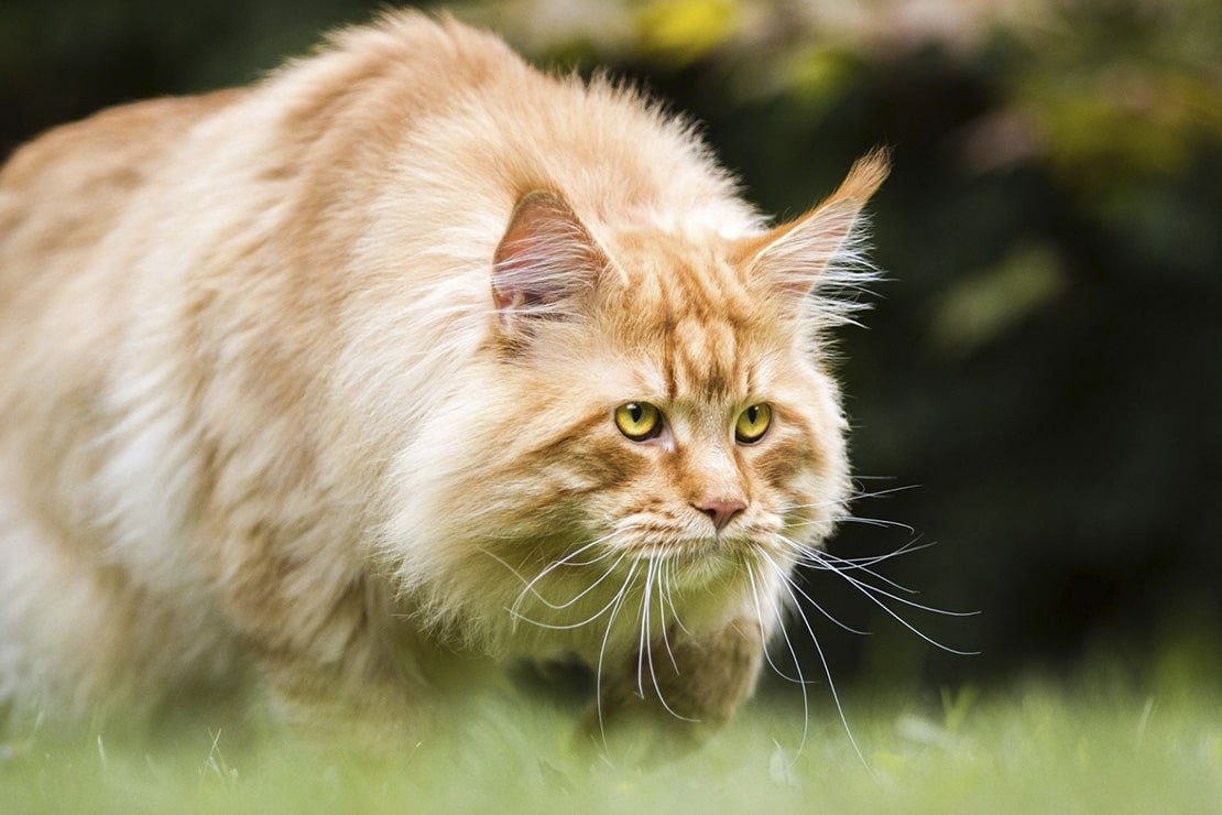 Мейн кун рыжий