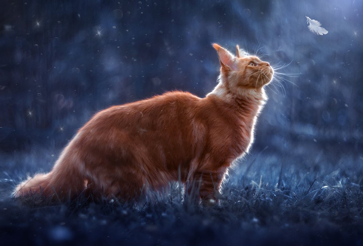 Коты Воители Мейн кун