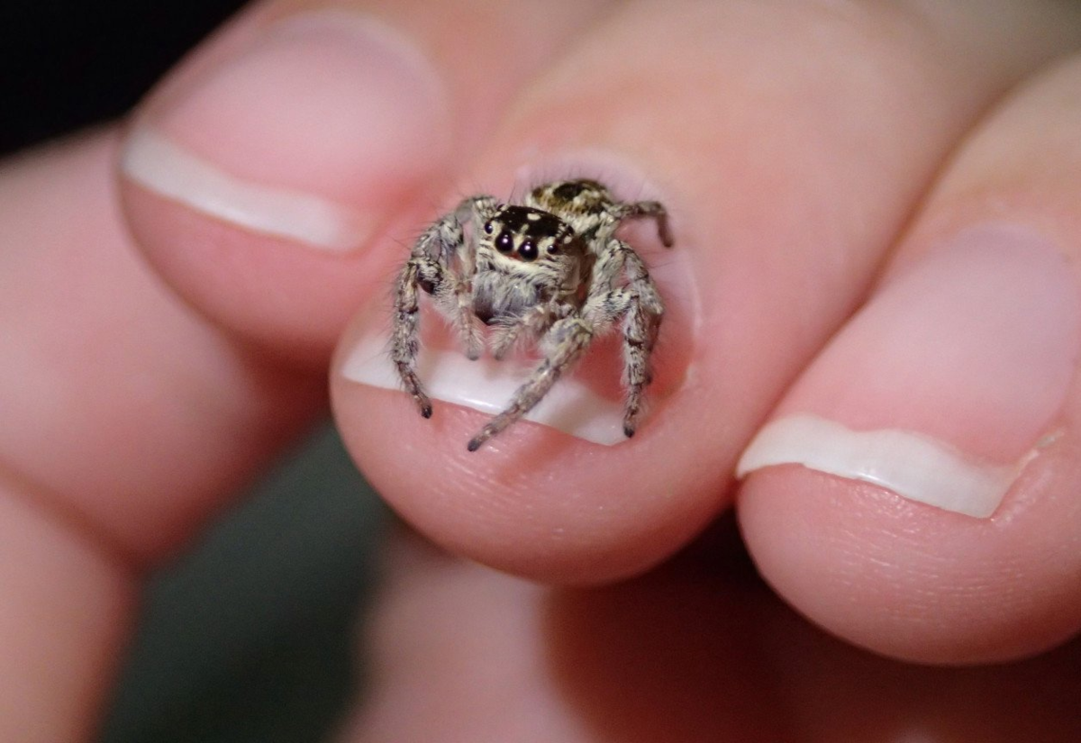 Паук крестовик серый