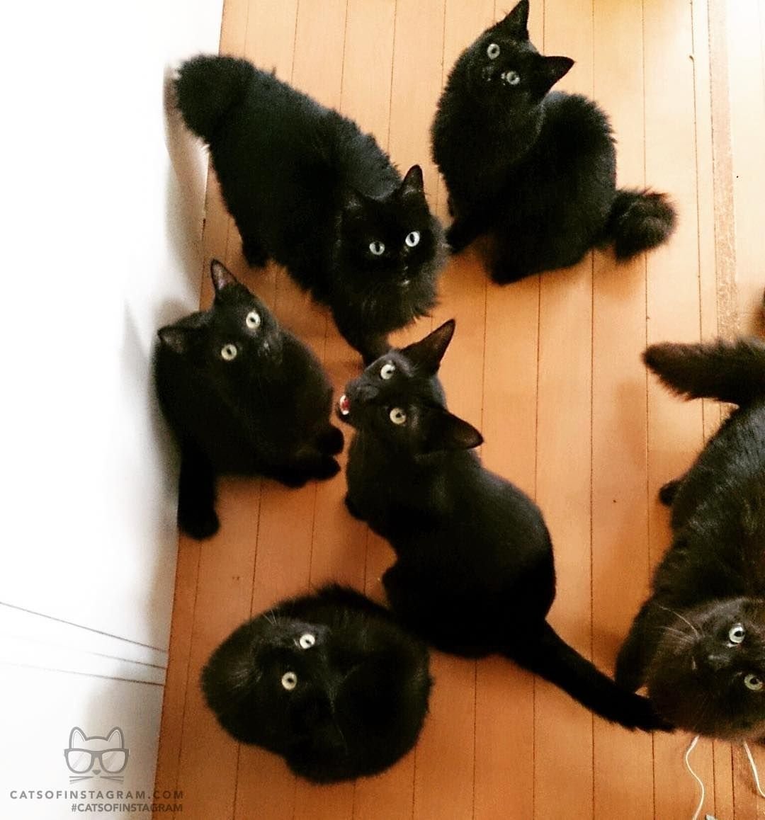 Неделя большими кошками. Черный котенок. Черная кошка с котятами. Много черных котов. Куча черных котов.