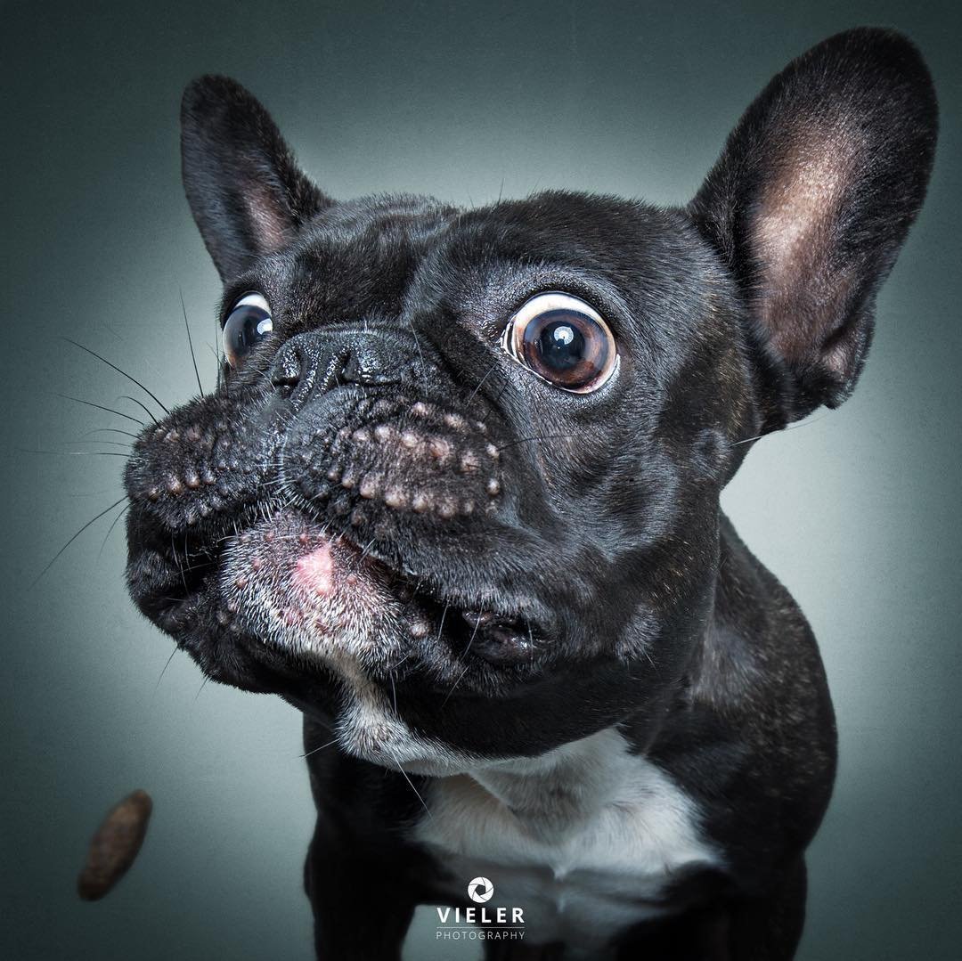 Французский бульдог скалится