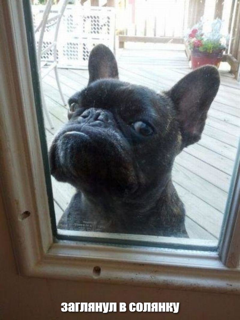 Французский бульдог юмор