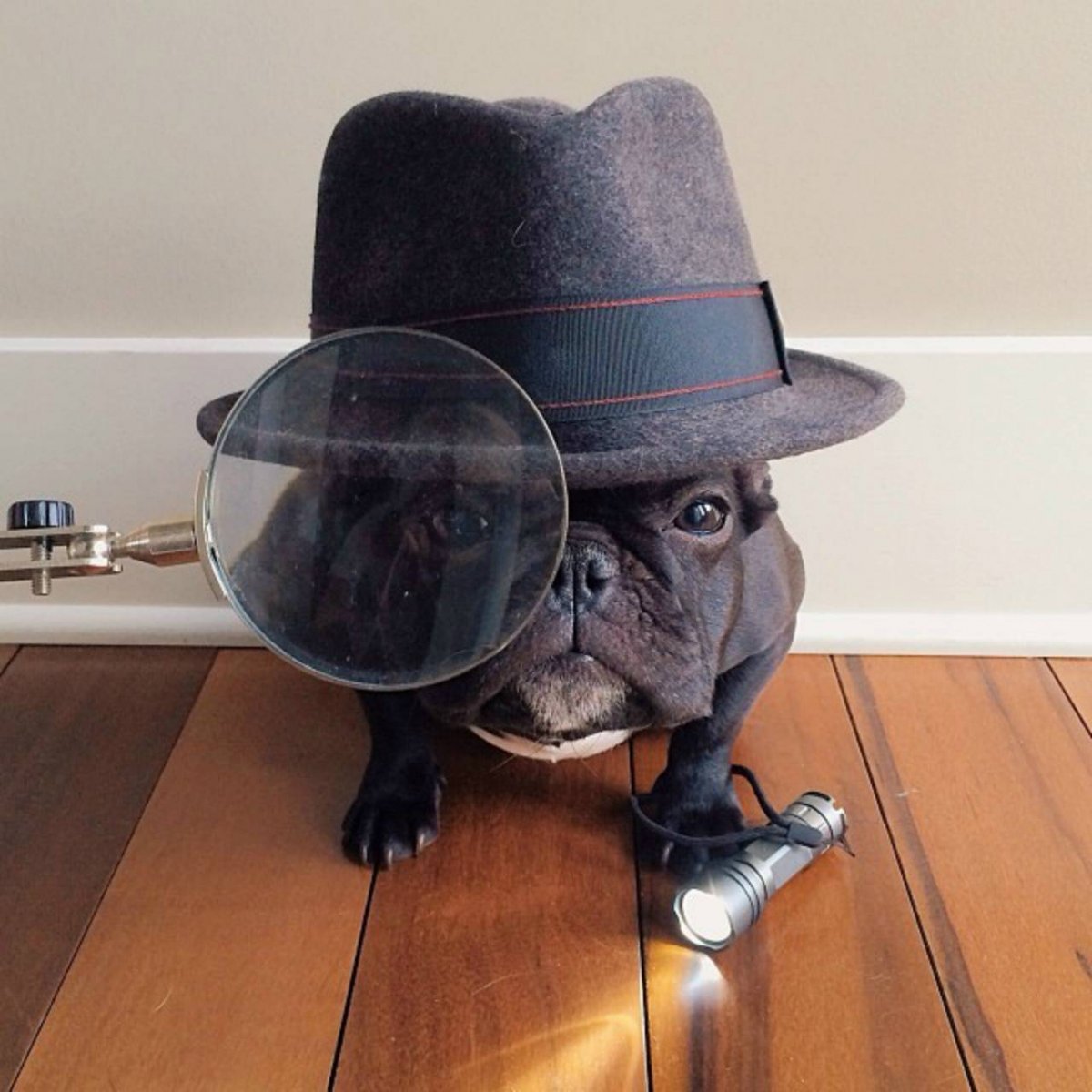 Французский бульдог Шерлок Холмс