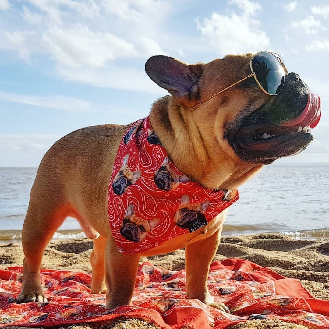 Французский бульдог на море