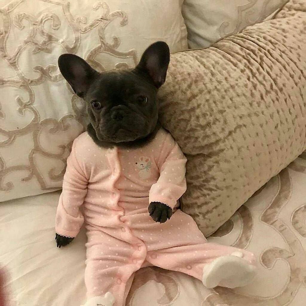 Французский бульдог приколы