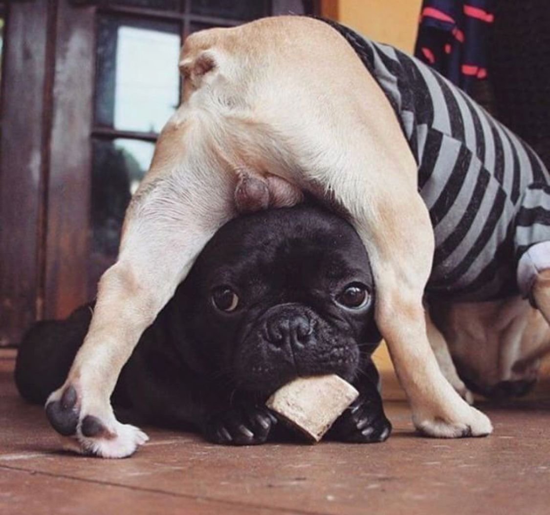 Смешные бульдожки французские