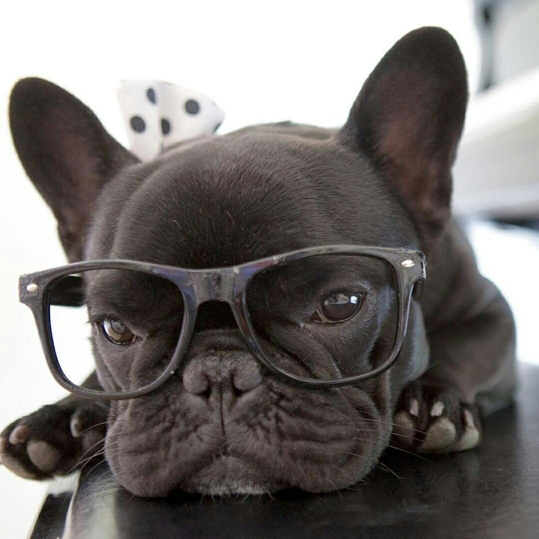 Прикольные французские бульдоги