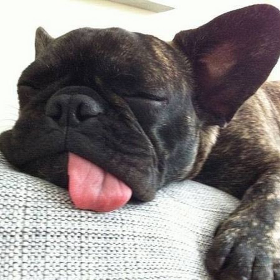 Французский бульдог Мем