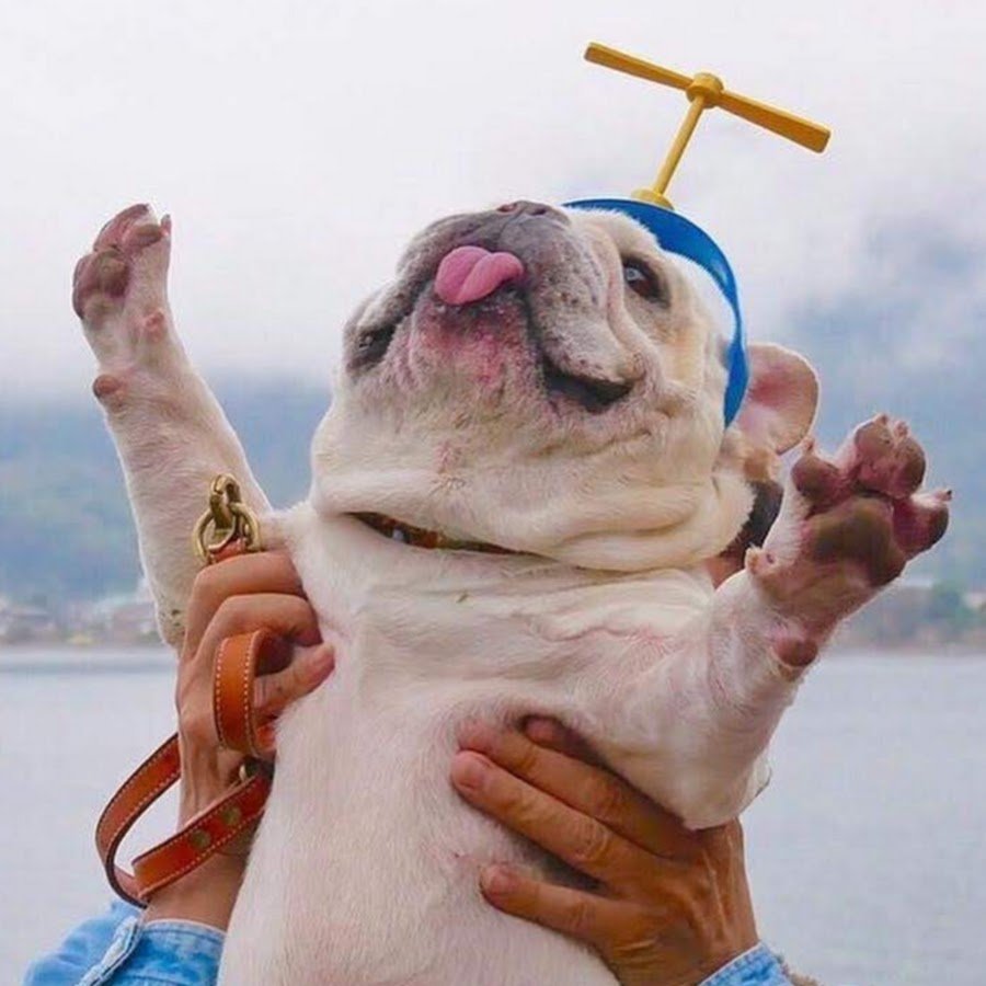 Юмор смешно бульдог с девушкой