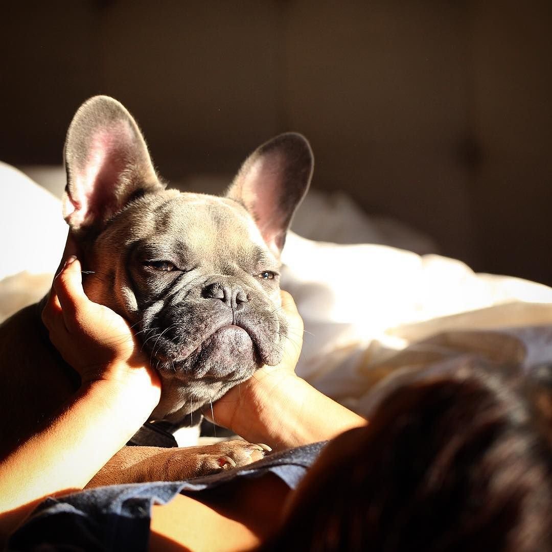 Новорожденные французские бульдоги