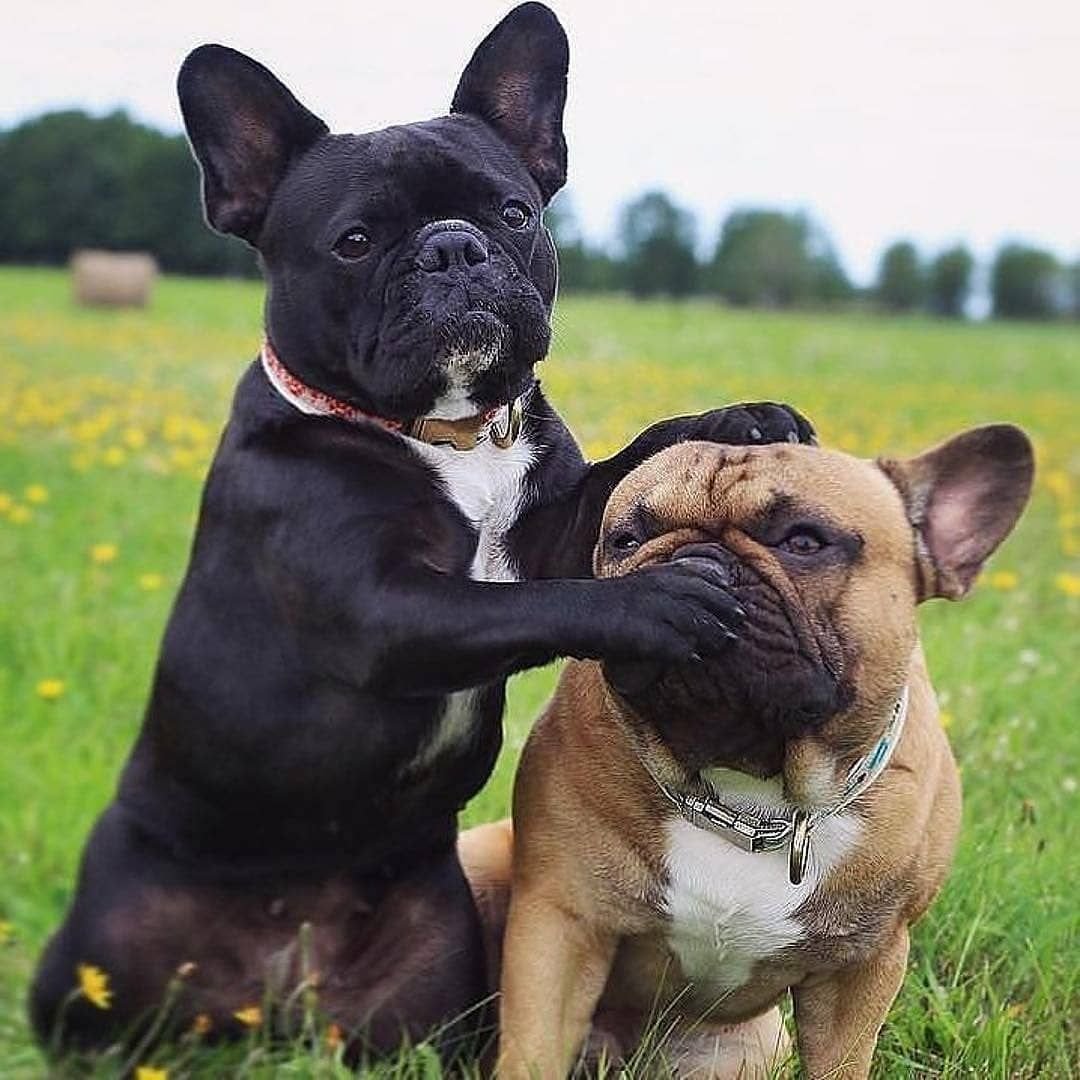 Французский бульдог и английский бульдог