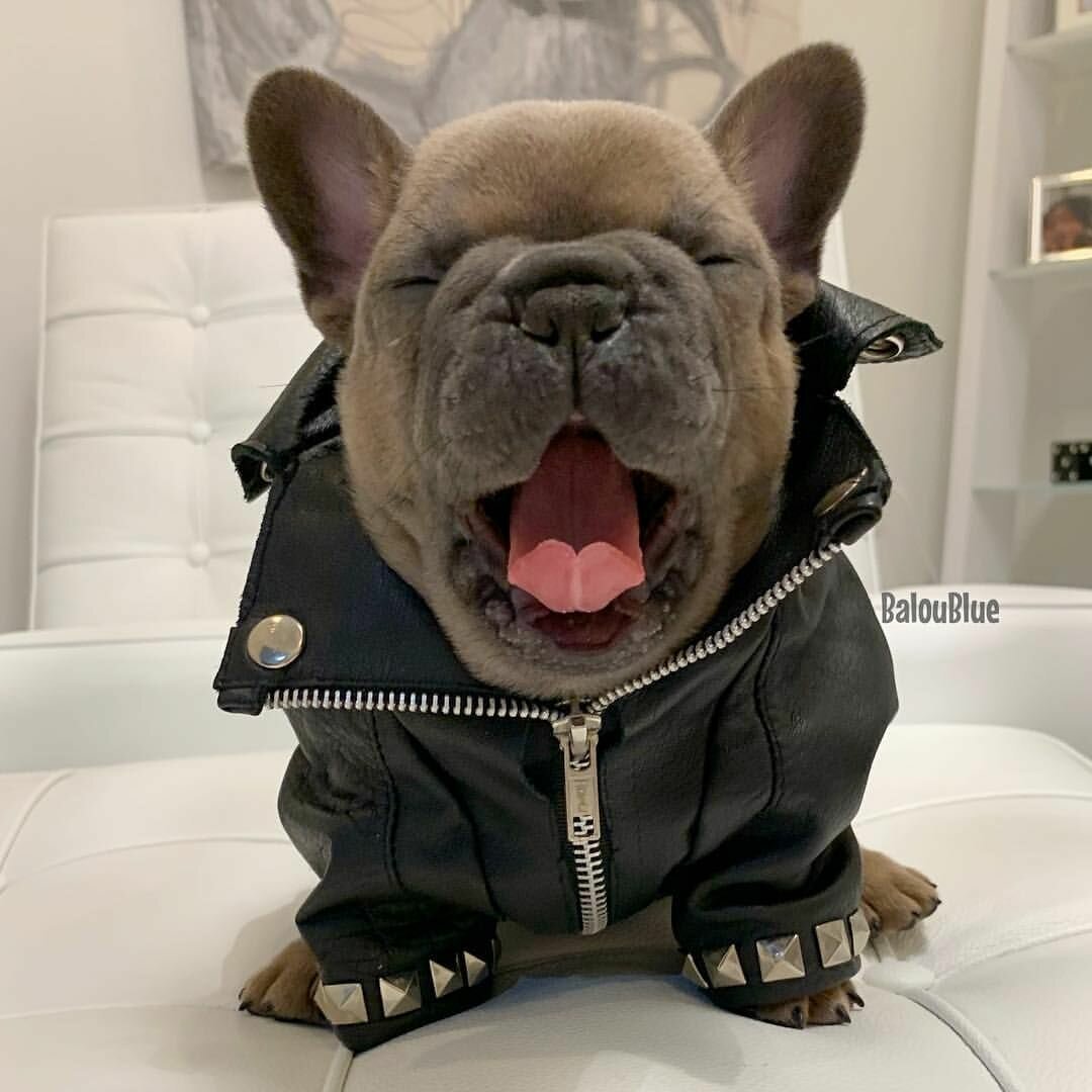 Прикольная одежда для французских бульдогов