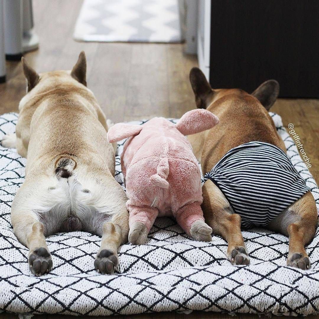 Шутки про французского бульдога