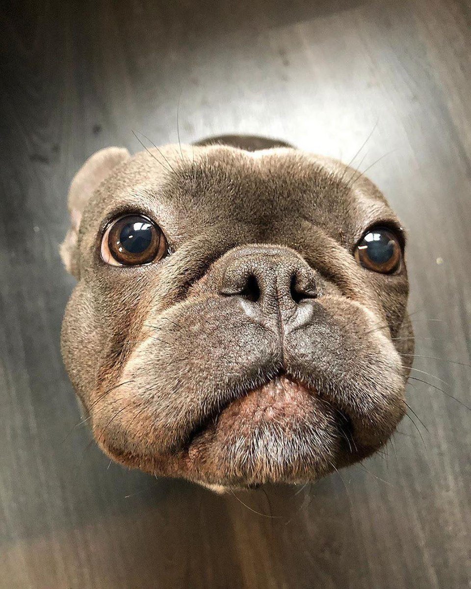 Французский бульдог смешные морды