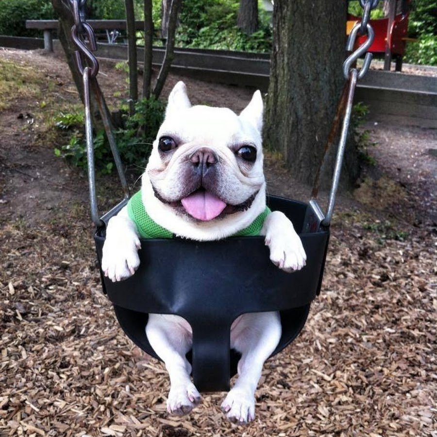 Самые прикольные собаки