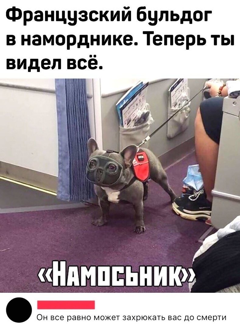 Французский бульдог в наморднике Мем