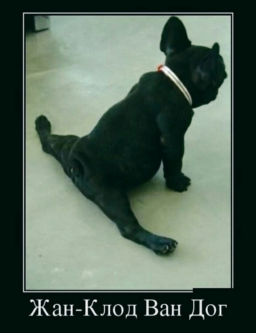 Собака на шпагате