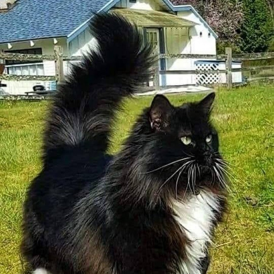 Кот на белом фоне