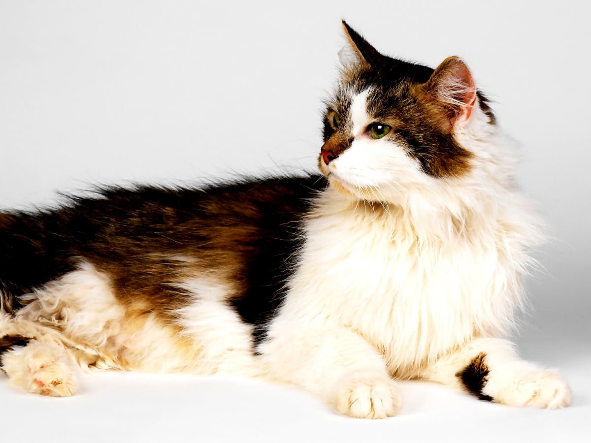 Канадская Лесная кошка черная