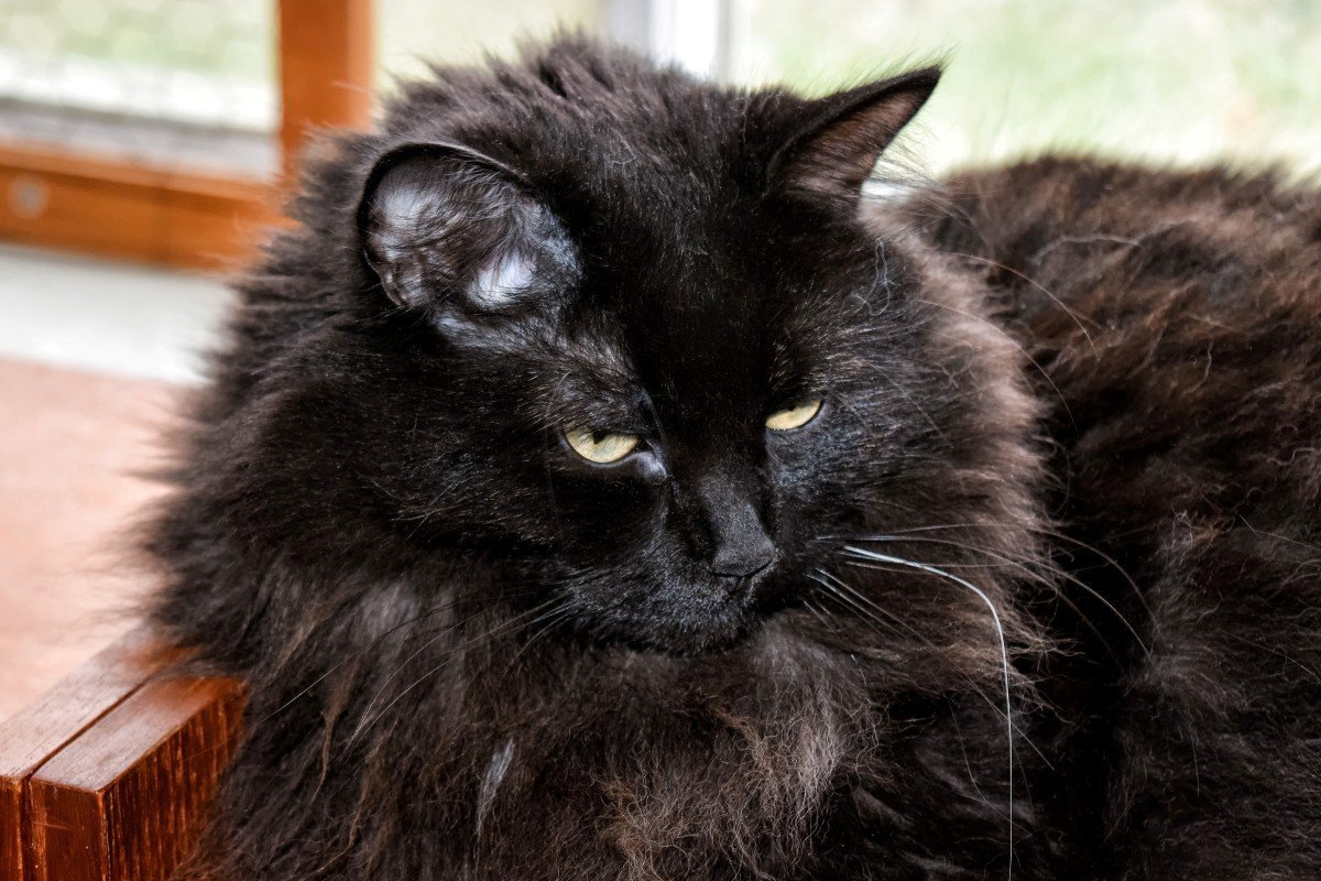 Норвежская длинношерстная кошка