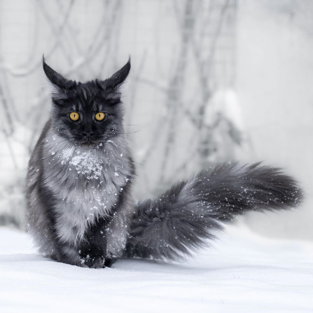 Черно белый кот