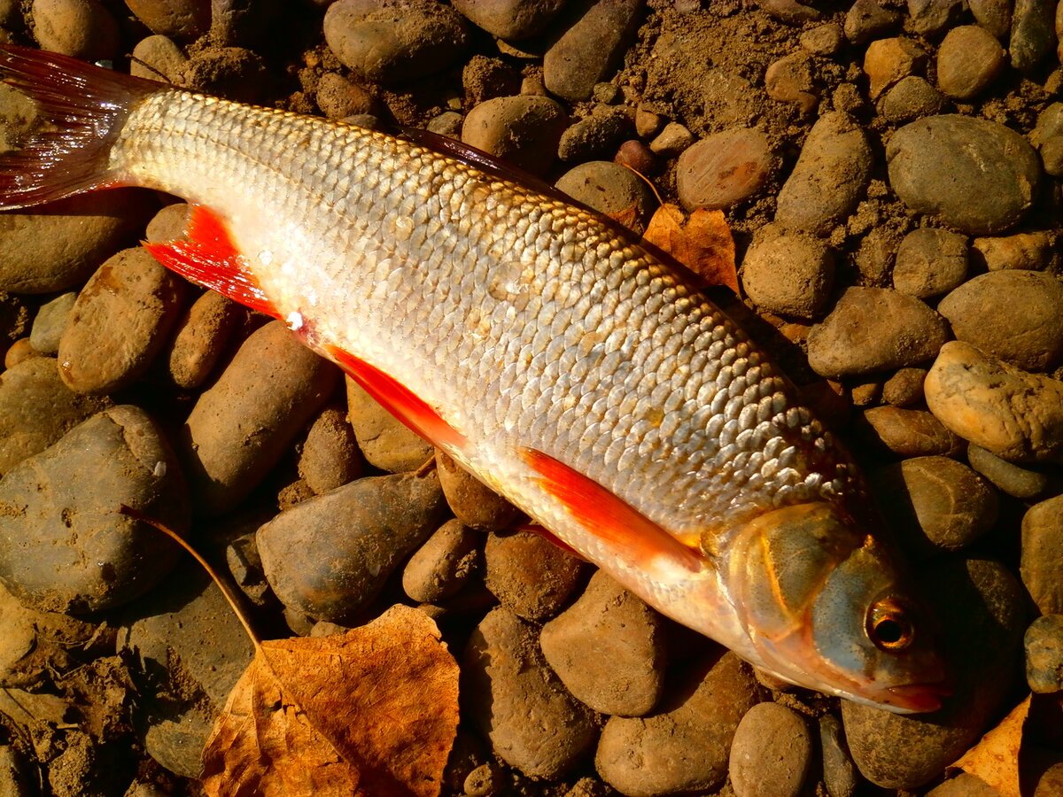 Язь Сибирский