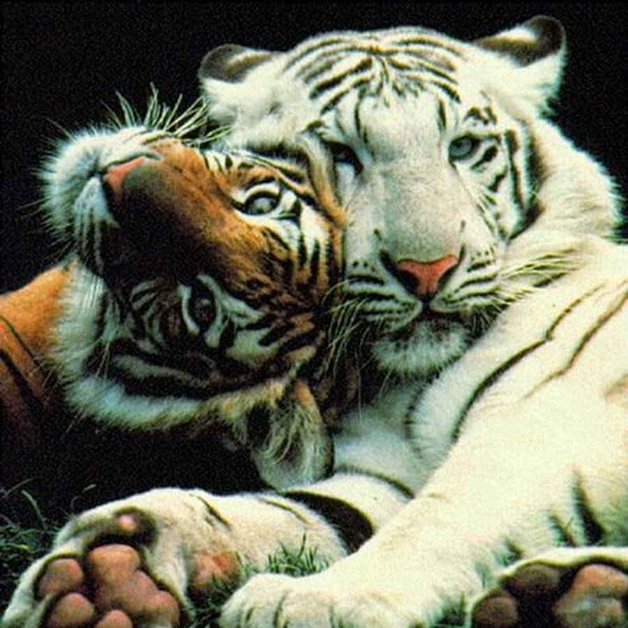 Тигренок юмор