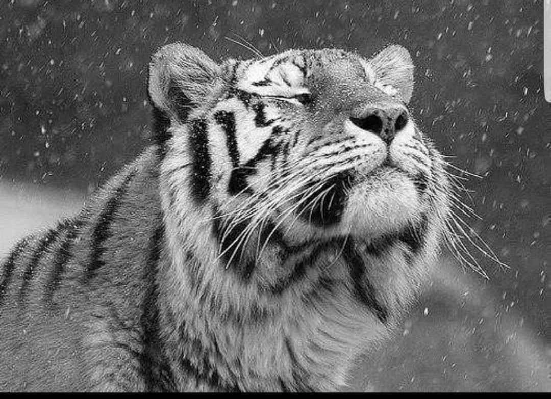 Львенок за рулем