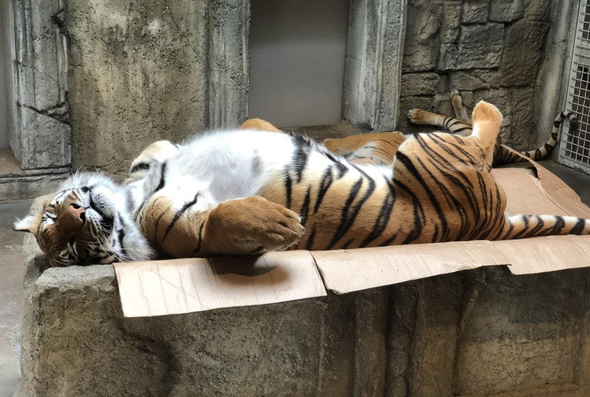 Удивленный тигр