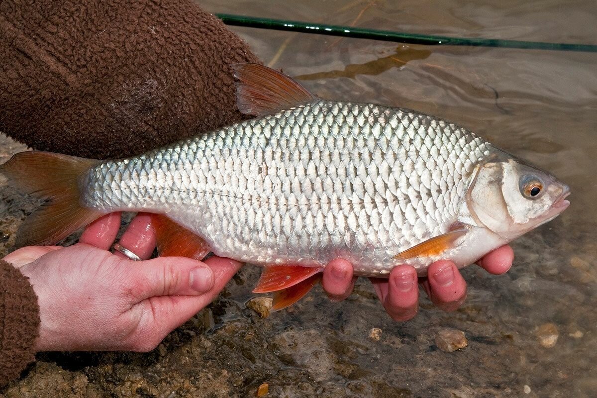 Сибирский чебак
