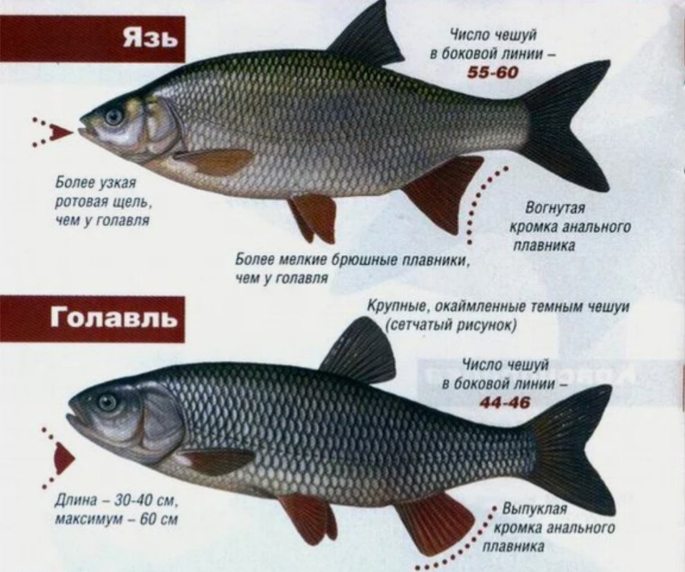 Язь и голавль отличие