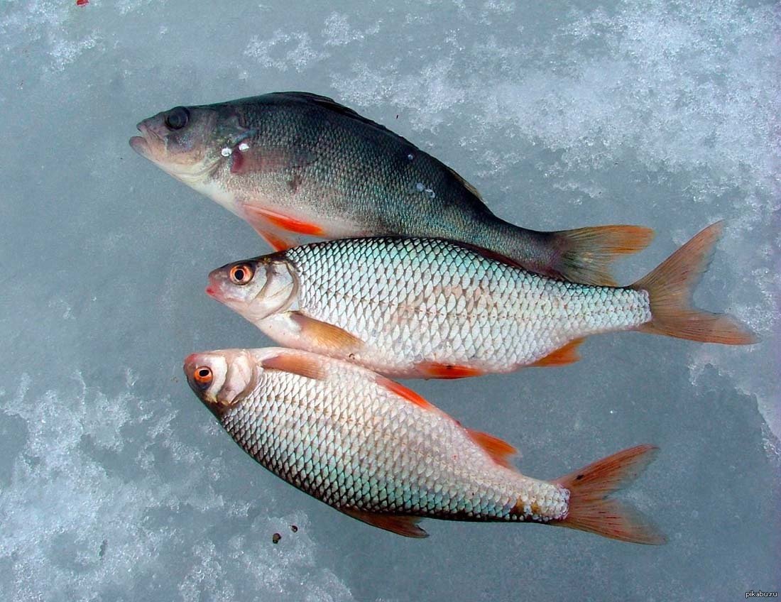 Чебак красноперка