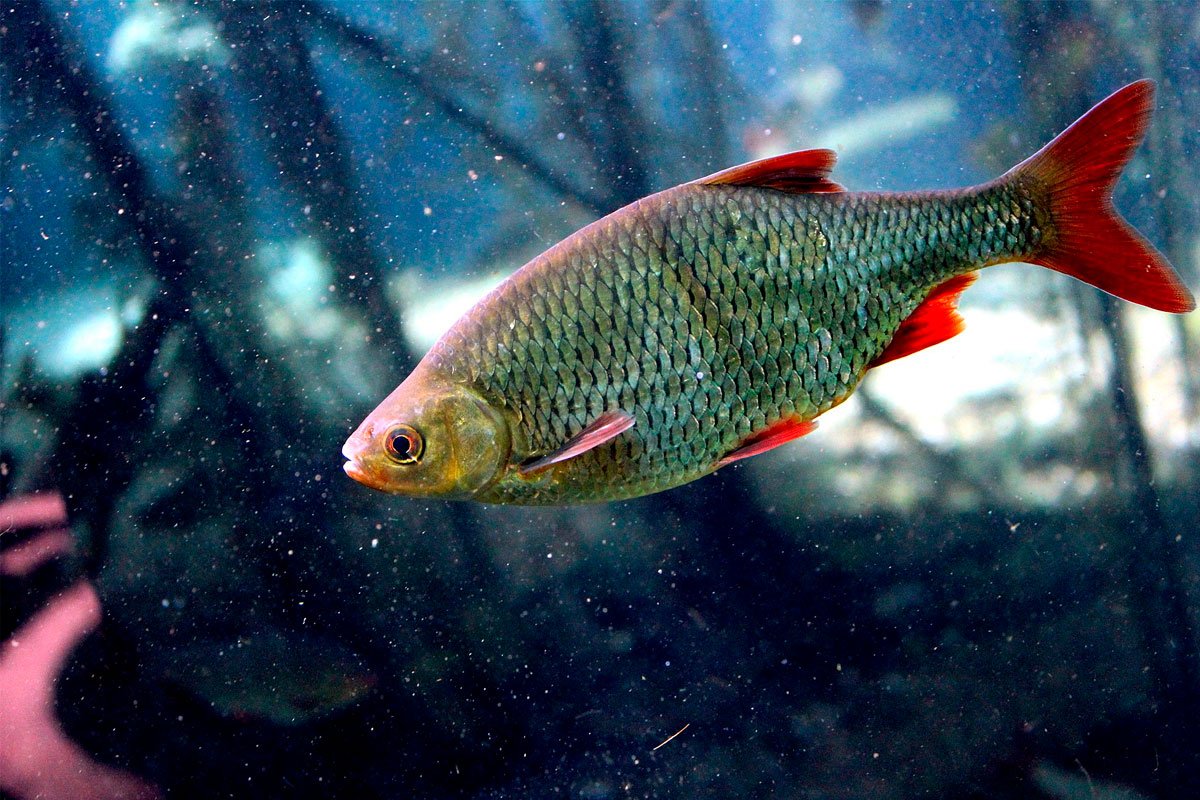 Красноперка Озерная