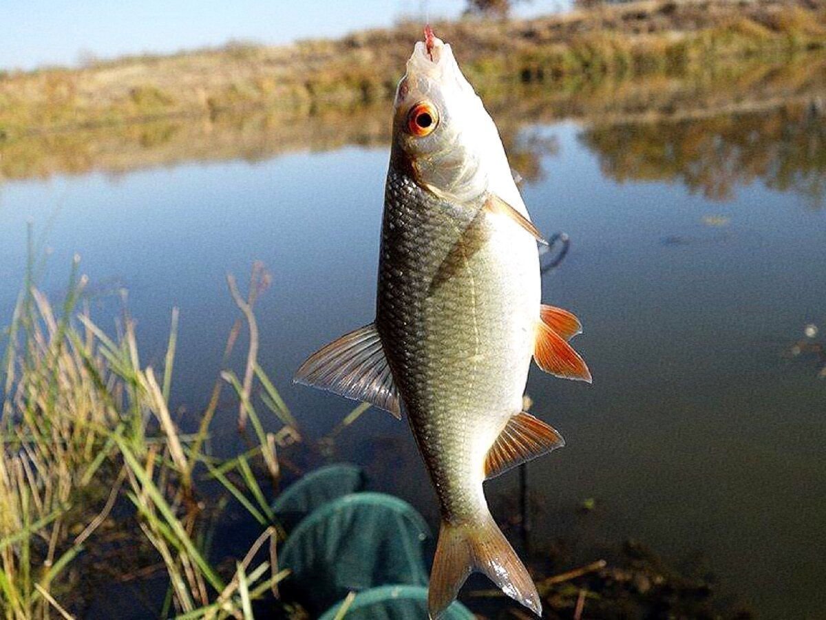 Обыкновенная плотва