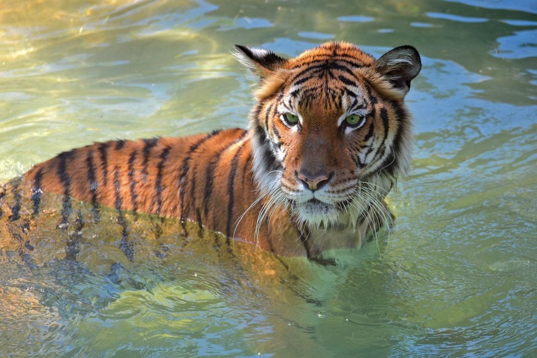 Тигр на севере