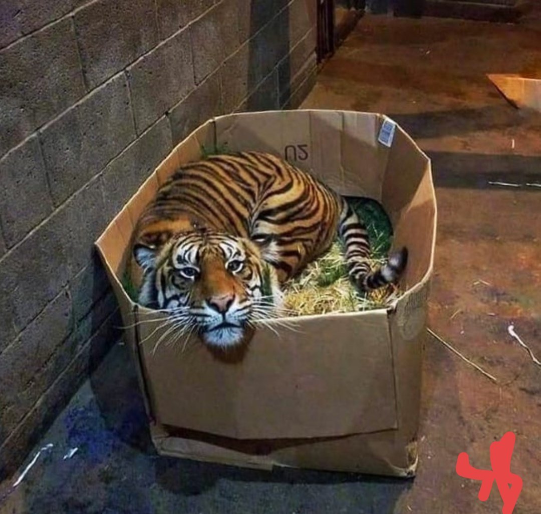 Егор Крид с тигренком