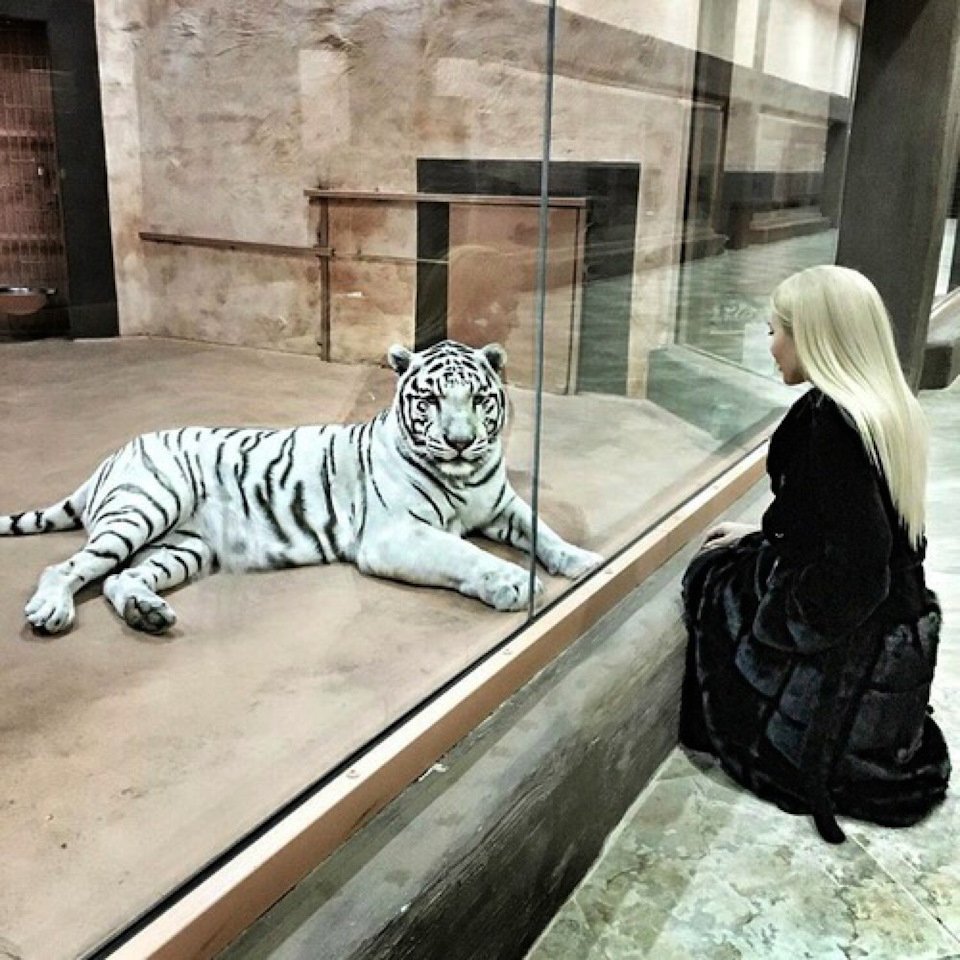 Тигр в картонной коробке