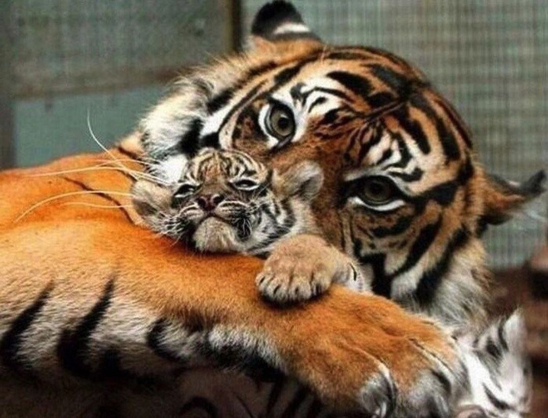 Тигр с закрытыми глазами