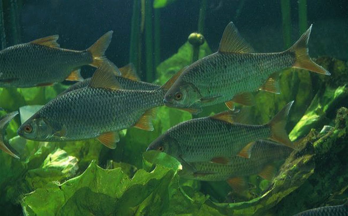 Озерная рыба плотва