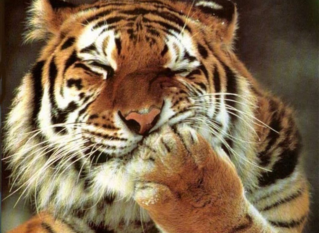 Амурский тигр в роев ручей