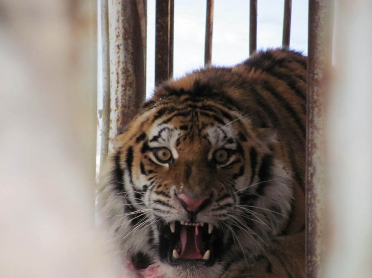 Тигр в коробке