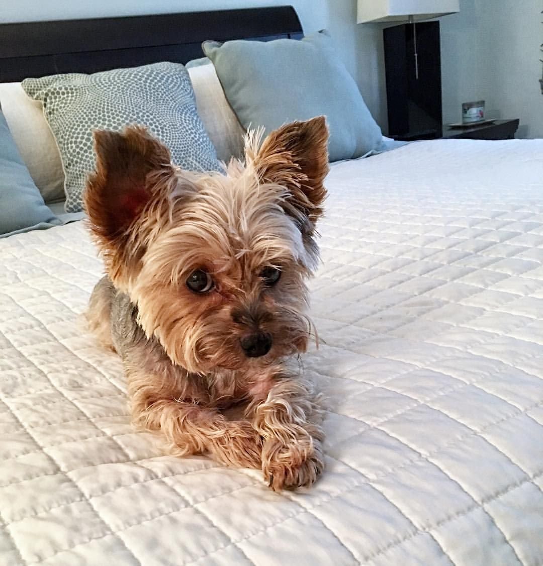 Грумминг йоркширского терьера