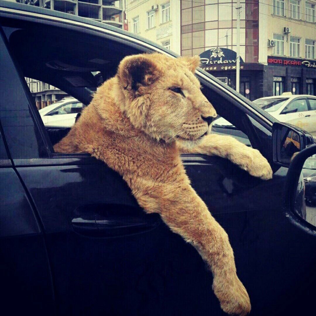 Тигра Львовна