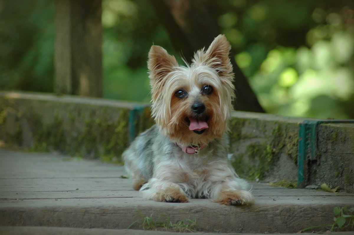 Блуберри Йоркширский терьер