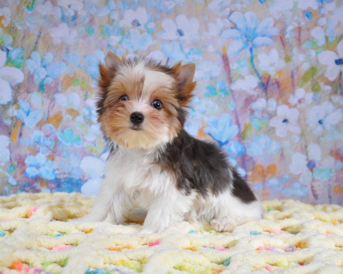 Шиншилла на Йорке