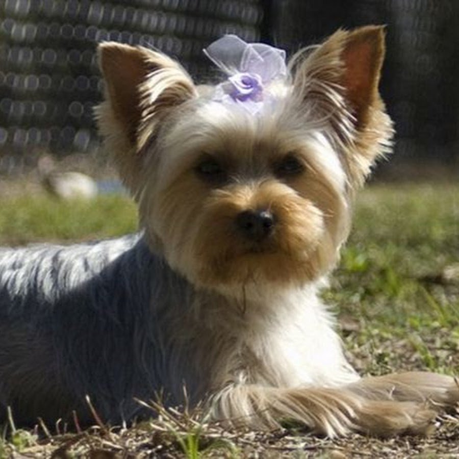 Блуберри Йоркширский терьер