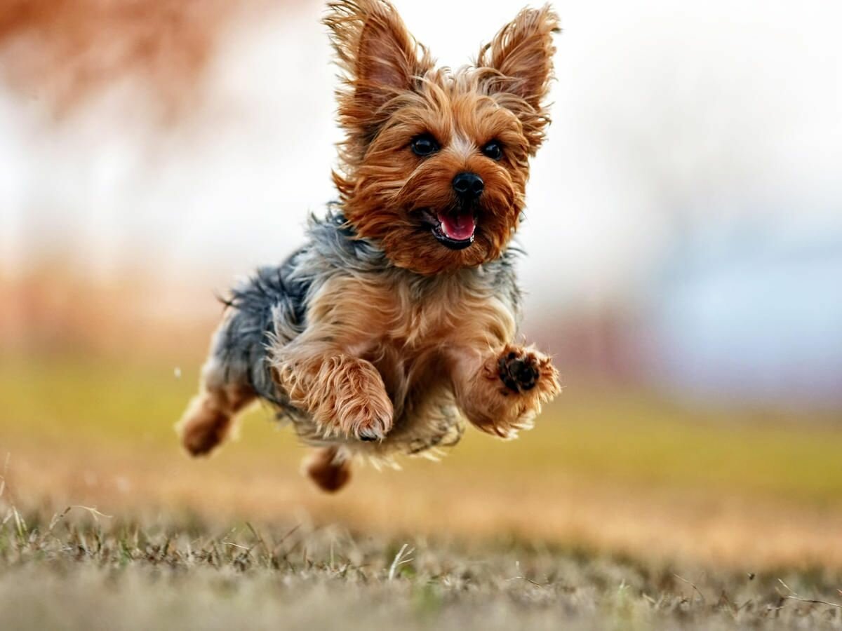 Йекштерьерский терьер