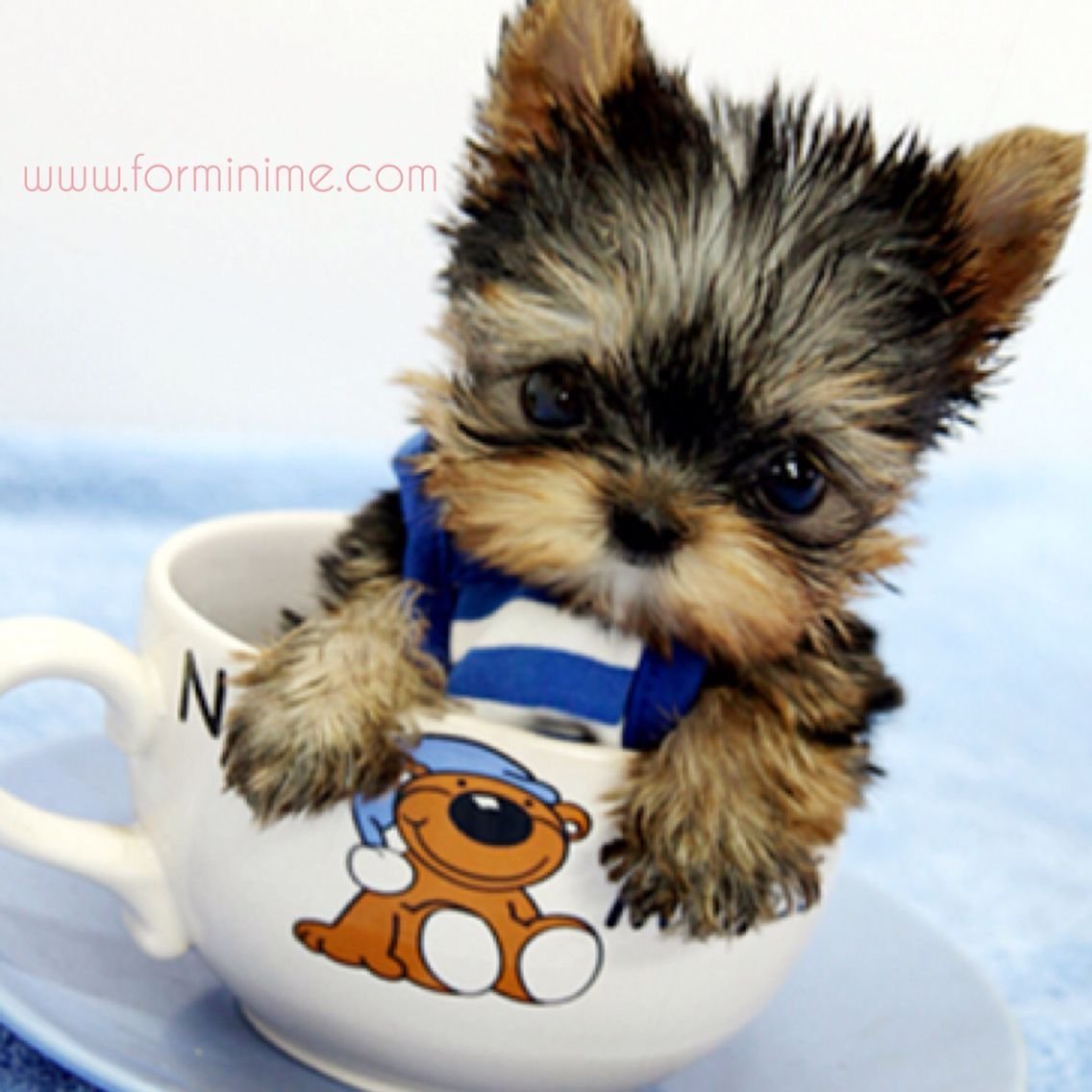 Бигль Йоркширский терьер