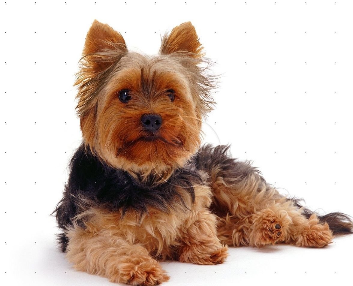 Йоркширский терьер